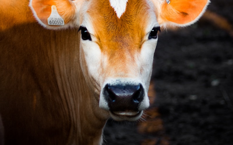 Dairies