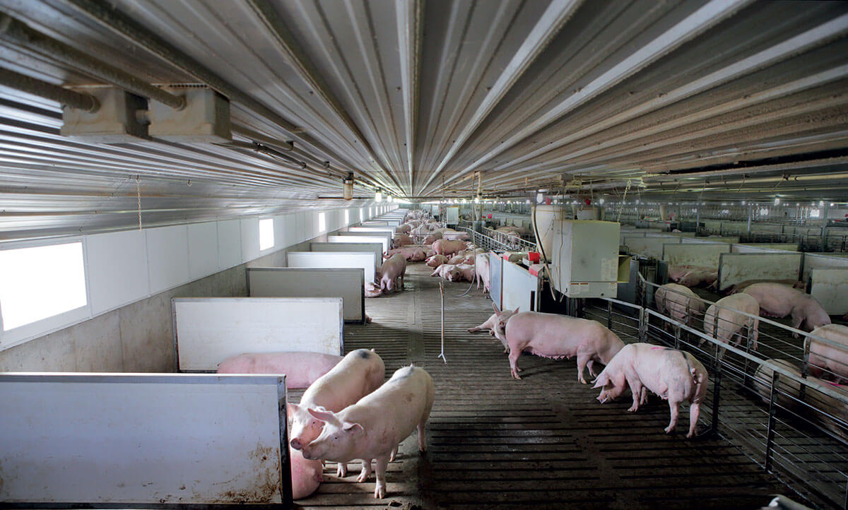 Piggeries